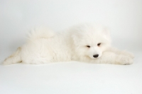 Picture of 9 week old Samoyed puppy on white background