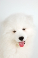 Picture of 9 week old Samoyed puppy portrait