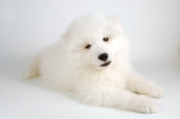 Picture of 9 week old Samoyed puppy resting on white background