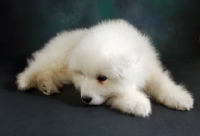 Picture of 9 week old Samoyed puppy