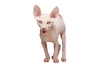 Picture of 9 week old Sphynx kitten, mouth open