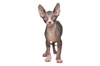 Picture of 9 week old Sphynx kitten on white background