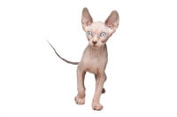 Picture of 9 week old Sphynx kitten