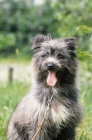 Picture of     * Pyrenean Sheepdog

