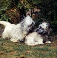 Picture of   ch marjayn mona and puppy skye terrier and puppy looking at each other