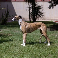 Picture of   duquesa, spanish galgo standing on grass