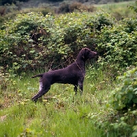 Picture of   german shorthaired pointer, sh ch hillanhi laith (abbe), ready for action