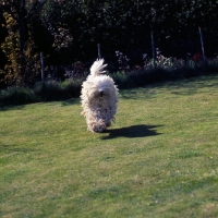 Picture of   hercegvaros cica of borgvaale and loakespark (kitten), komondor galloping towards camera