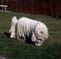 Picture of   hercegvaros cica of borgvaale and loakespark (kitten) komondor walking on grass, kitten in action