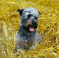 Picture of   malsville moody blue of farni,  glen of imaal terrier sitting on straw