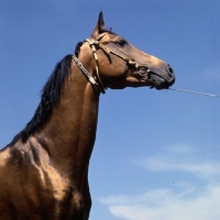 Picture of  akhal teke horse with jewelled collar in russia