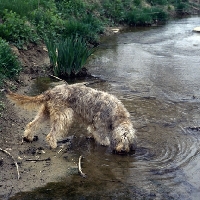 Picture of  am ch billekin amanda grizzlet ,otterhound drinking from a river bank