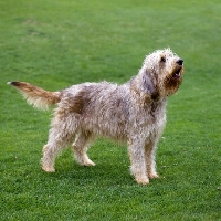 Picture of  am ch billekin amanda grizzlet otterhound standing on grass