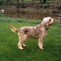 Picture of  am ch billekin amanda grizzlet, otterhound standing on grass