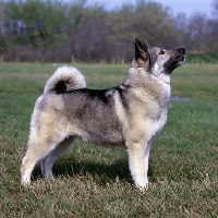 Picture of  am ch eagle's celestial charm norwegian elkhound standing in a field