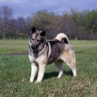 Picture of  am ch eagle's celestial charm norwegian elkhound standing in a field