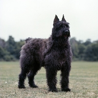 Picture of  am ch konard du rotiane, bouvier des flandres with cropped ears