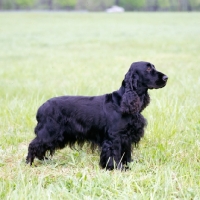 Picture of  am ch pin oakâ€™s midnight lace cd, field spaniel in usa style coat standing in a field