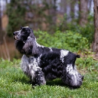 Picture of  am ch somerset's stage door review, english cocker spaniel in USA trim standing in woods