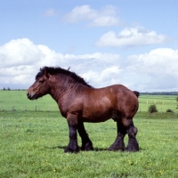 Picture of  ardennais, coquin dâ€™agremont  in belgium