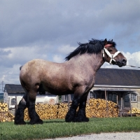 Picture of  Avenir de Latour, Ardennais stallion