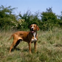 Picture of  bailo d'albergaria, portuguese pointer standing in grass