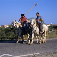 Picture of  bandido, gardiens, one with cockade on trident,  riding camargue ponies returning home from escorting bull to town for games.