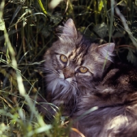 Picture of  brown tabby long hair cat in long grass