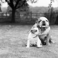 Picture of  bulldog with a bulldog puppy