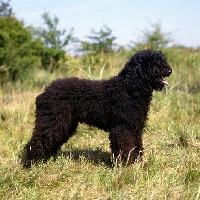 Picture of  calypso noir des marccages, barbet standing in grass