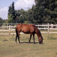 Picture of  Caspian Pony full body grazing