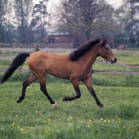 Picture of  Caspian Pony, Moroun trotting