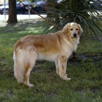 Picture of  ch basil v.d.weunsberger rebe,  hovawart standing on grass