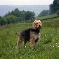 Picture of  ch boravin oakleaf, otterhound standing in a field