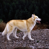 Picture of  ch forstal's noushka, siberian husky walking 