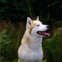 Picture of  ch forstal's noushka, siberian husky happy head study