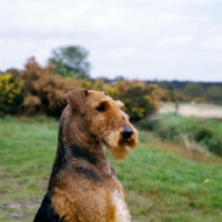 Picture of  ch ginger xmas carol, bis crufts, airedale head and shoulder side view