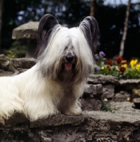 Picture of  ch marjayn marcus, skye terrier head study, on steps in garden