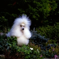 Picture of  ch miradel camilla miniature poodle among ivy plants in garden