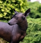 Picture of  ch moctezuma, mexican hairless looking back