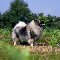 Picture of  ch neradmik jupiter, CC breed record holder, keeshond 