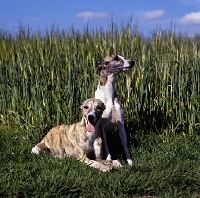 Picture of  ch nutshell of nevedith and friend, two whippets lying and sitting 