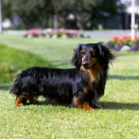 Picture of  ch raleigh of bowerbank, miniature long haired dachshund  standing on grass