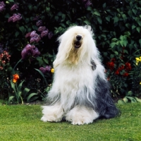 Picture of  ch reculver little rascal (cuddles),  old english sheepdog sitting on grass in front of flowers