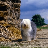 Picture of  ch siblindy manta,  old english sheepdog standing in farmyard