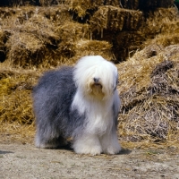 Picture of  ch siblindy manta old english sheepdog, standing in front of straw stack