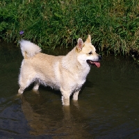 Picture of  ch snogaard venn norwegian buhund standing in water