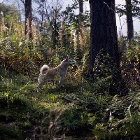 Picture of  ch squirreldene bjanka norwegian buhund in forest