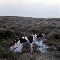 Picture of  ch waghorn statesman, pointer on point in moorland with water