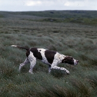 Picture of  ch waghorn statesman, pointer on point in moorland